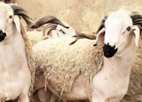 المواطن بين الغلاء والازدحام.. البحث عن أضحية العيد يتحول إلى معاناة بعمالة المحمدية وجماعة بني يخلف تشكل استثناء