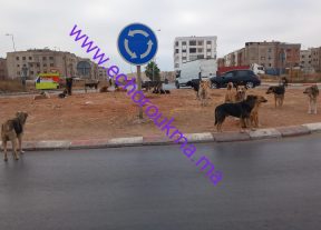 الكلاب الضالة ببني يخلف.. إلى متى يستمر الانتظار..وهل يملك المجلس الجماعي خطة للمواجهة أم يكتفي بالمشاهدة؟